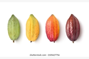 different-varieties-cocoa-pods-isolated-260nw-2105627756.jpg