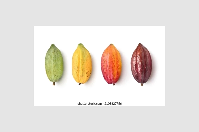 different-varieties-cocoa-pods-isolated-260nw-2105627756.jpg